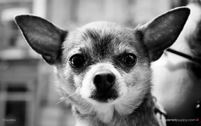 Серьезный взгляд чихуахуа