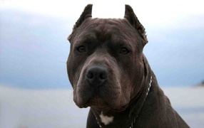 Serious look pit bull