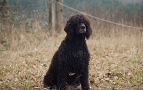 Лохматый ирландский водяной спаниель