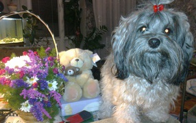 Лохматая русская болонка