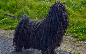 Лохматый черный комондор