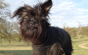 Лохматый пес аффенпинчер