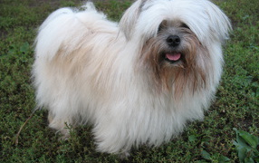 Лохматая болонка на газоне