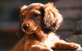 Shaggy puppy dachshund