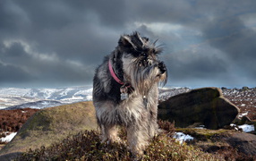 Shaggy schnauzer in the mountains