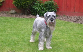 Лохматый шнауцер на газоне