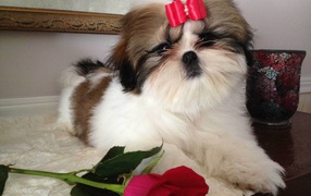 Shih Tzu Dog with a rose