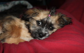 Шитцу лежит на перине