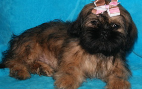 Щенок шитцу на голубом фоне