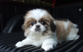 Shih Tzu puppy on a rug