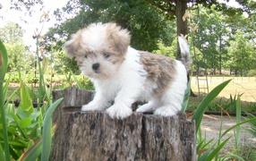Shih Tzu puppy on a stump