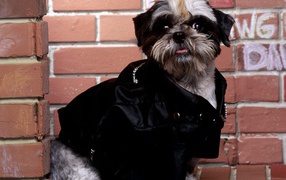 Собака шитцу гангстер