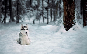 Siberian Husky Husky in the woods