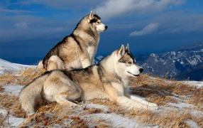 Siberian huskies in the mountains