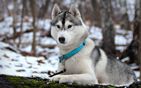 Сибирская лайка в ошейнике