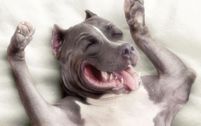 Sleeping dog pitbull