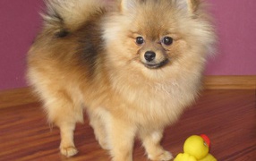 Small Spitz with a toy