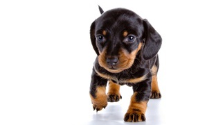 Small dachshund puppy
