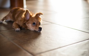 Маленькая собака лежит на полу