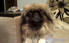 Маленький друг человека пекинес