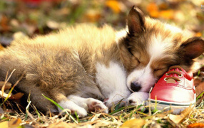 Маленький вельш-корги спит на ботинке
