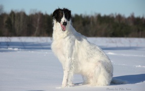 Улыбчивая борзая собака