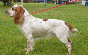 Spaniel dog at the show