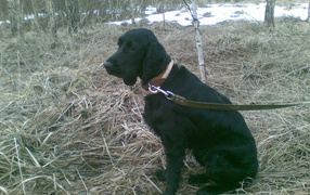 Собака спаниель в весеннем лесу