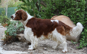 Собака спаниель в саду