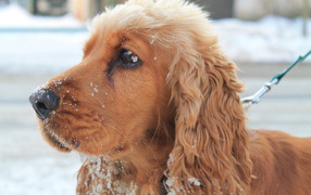 Собака спаниель в снегу