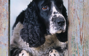 Spaniel dog looking out the window