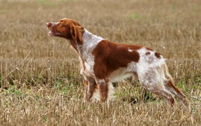 Spaniel dog on hunting