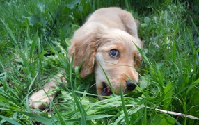 Собака спаниель играет