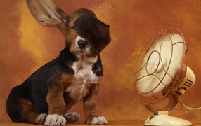 Spaniel dog with fan