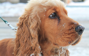 Spaniel get covered in snow