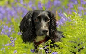 Спаниель в весеннем цвету