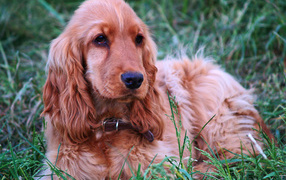 Спаниель гуляет на лугу