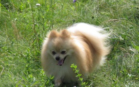 Spitz running on the meadow