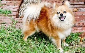 Шпиц улыбается на траве