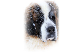 St. Bernard covered with snow