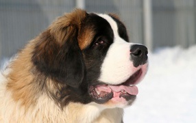 St. Bernard dog in winter