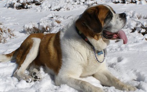 St. Bernard dog lying in the snow