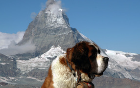 St. Bernard dog on a background of mountains