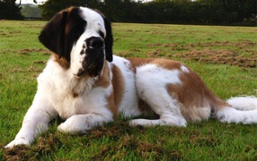 Сенбернар отдыхает на газоне