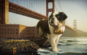Сенбернар в Сан-Франциско