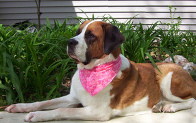 Сенбернар в розовой повязке