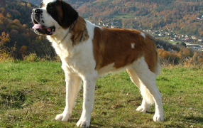 Сенбернар в Альпах