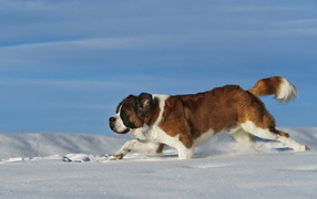 Сенбернар в сугробе