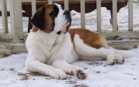 Сенбернар лежит у забора