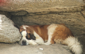 Сенбернар прилег отдохнуть под скалой